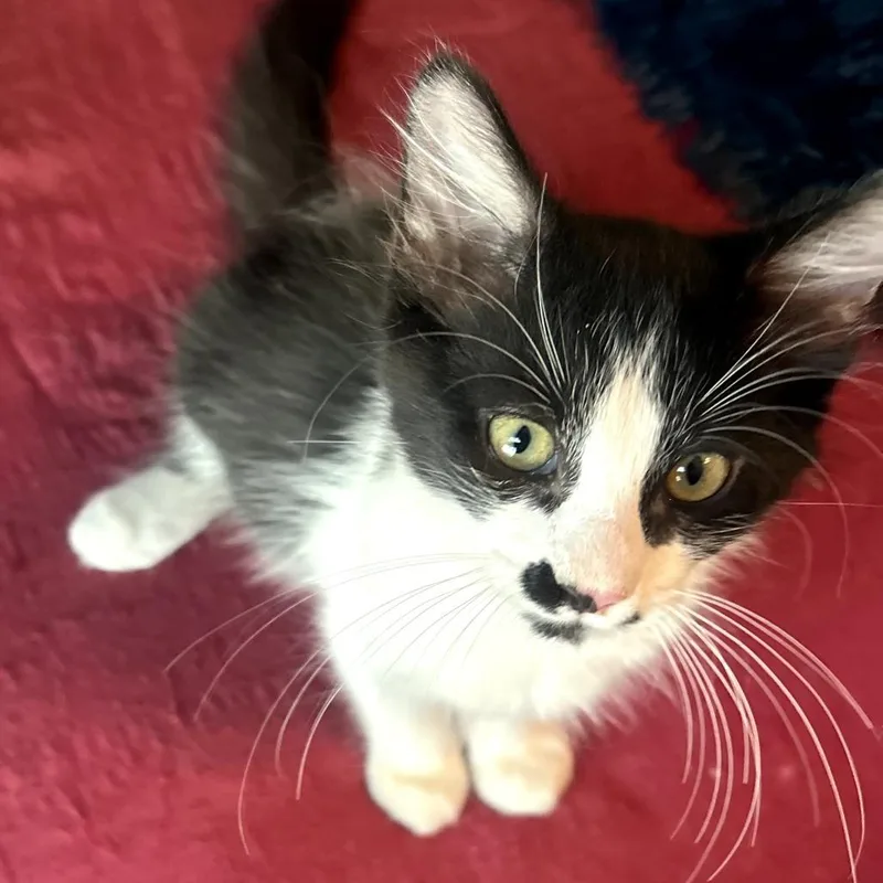 A baby small-sized male Black Domestic Short Hair cat named Cc for adoption in Long Beach, CA