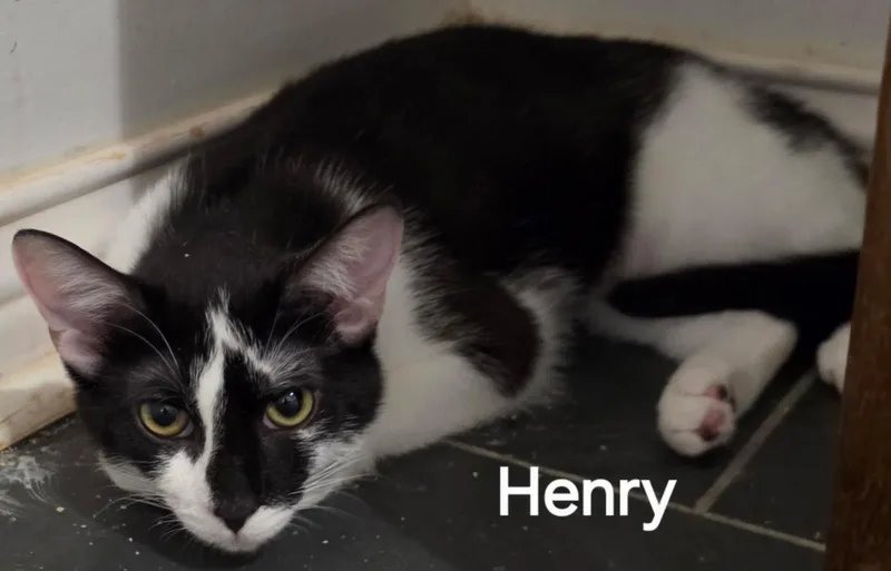 Henry