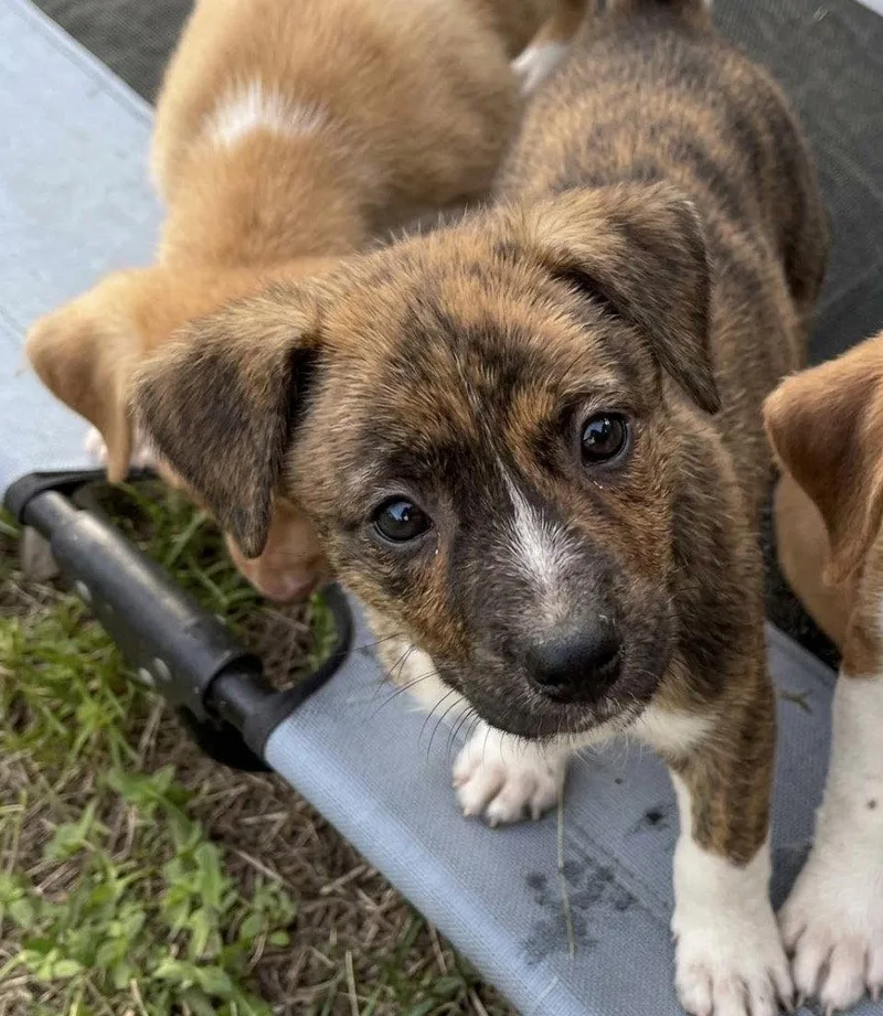 A baby medium-sized female Hound dog named Taurasi for adoption in Bloomfield, CT