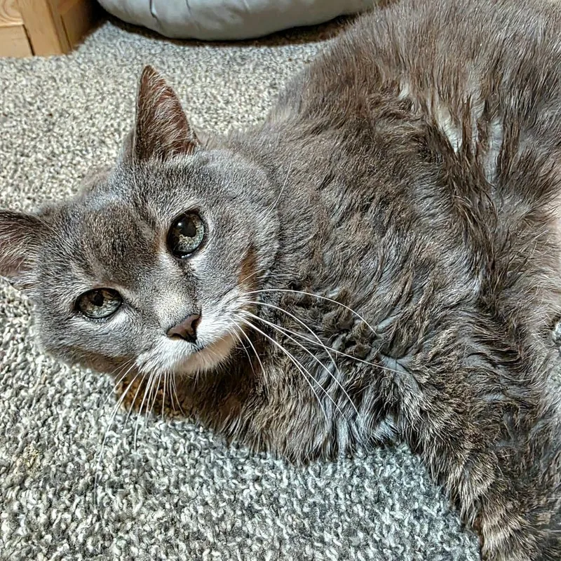A senior large-sized female Gray / Blue / Silver Domestic Short Hair cat named Tallulah C for adoption in Princeton, MN
