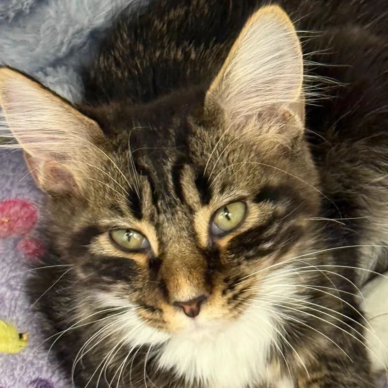 A baby small-sized male Domestic Medium Hair cat named Chunky for adoption in Cumming, GA