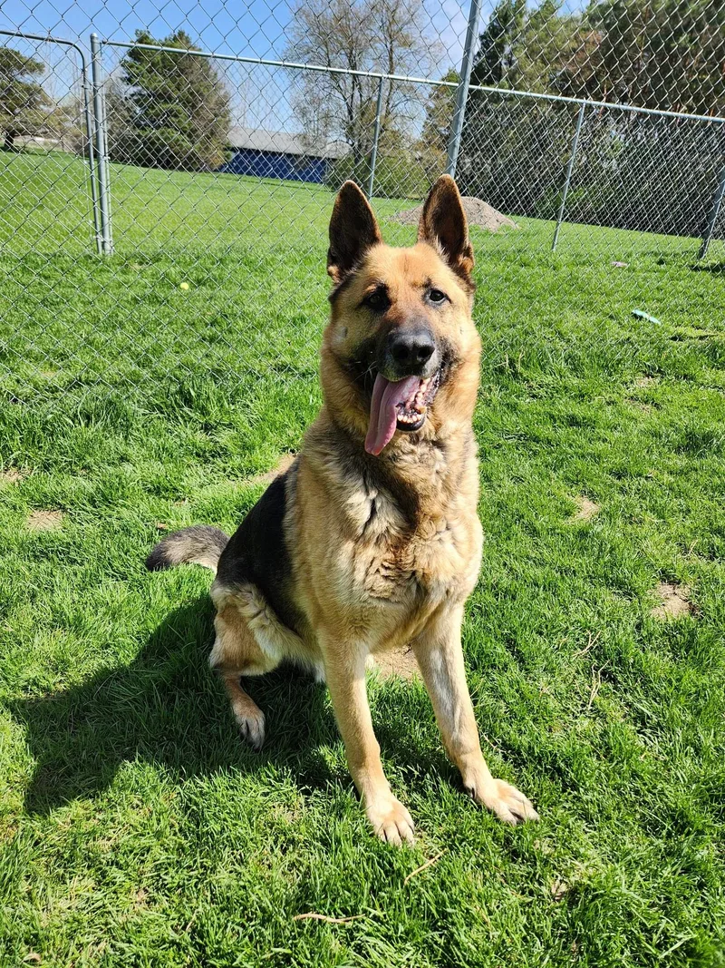 An adult extra large-sized male German Shepherd Dog dog named Ace for adoption in Caro, MI
