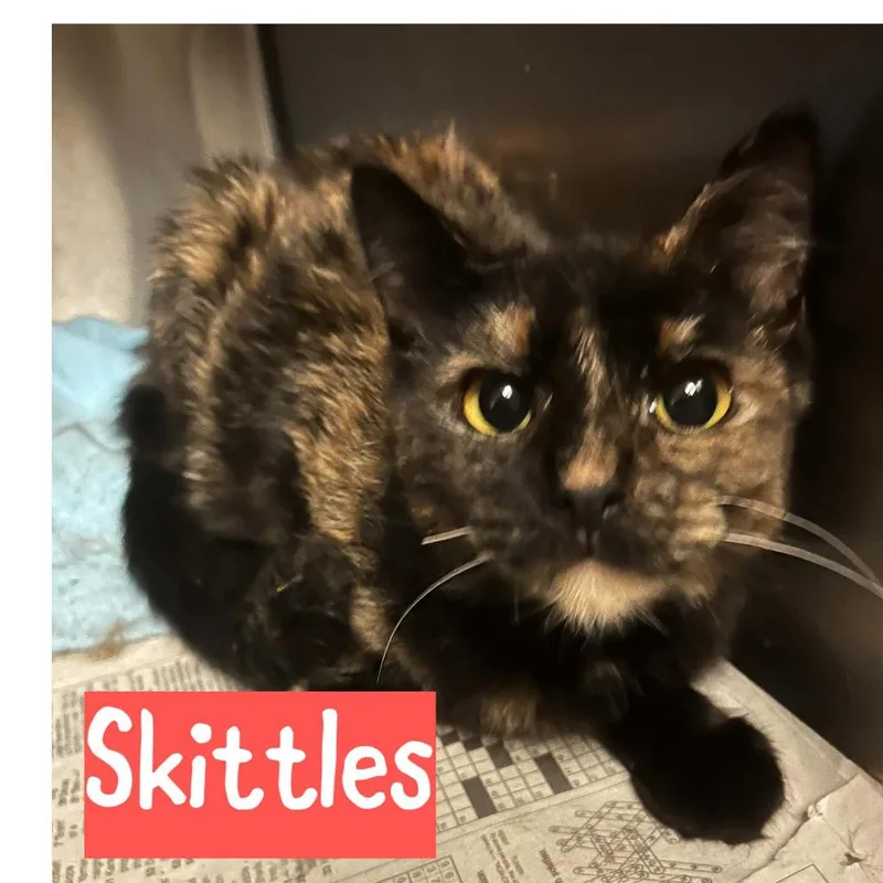 Skittles thumbnail 2