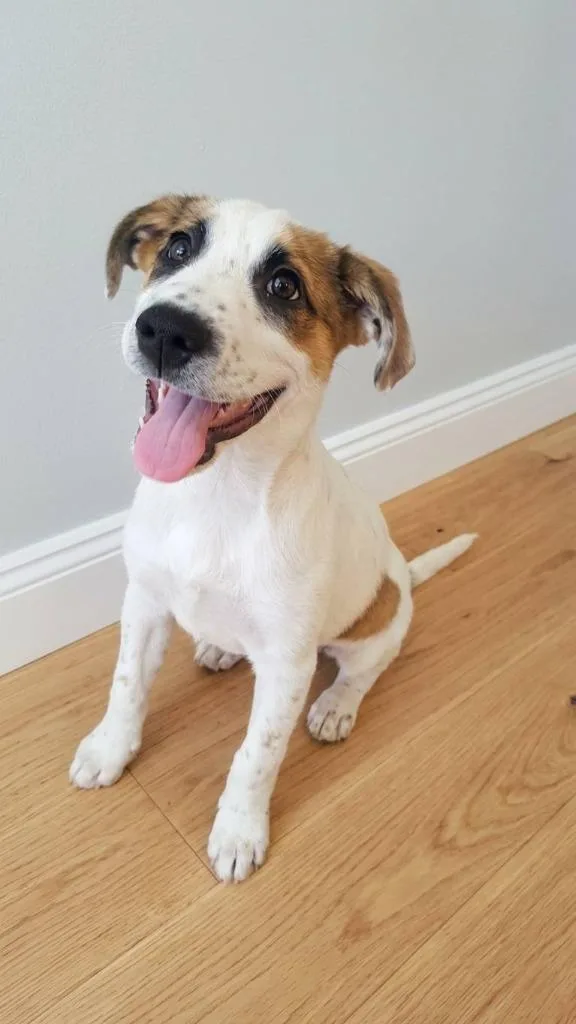 A baby large-sized male Mixed Breed dog named Luigi for adoption in Fond Du Lac, WI