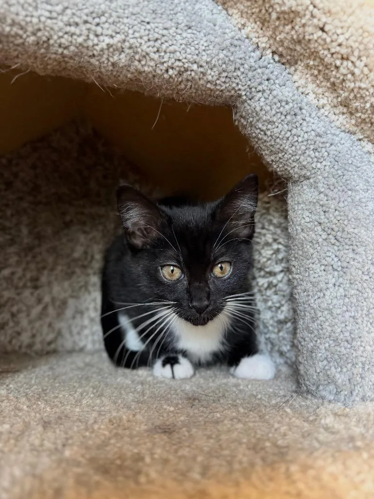 A baby small-sized female Domestic Short Hair cat named Dottie for adoption in Pierceton, IN