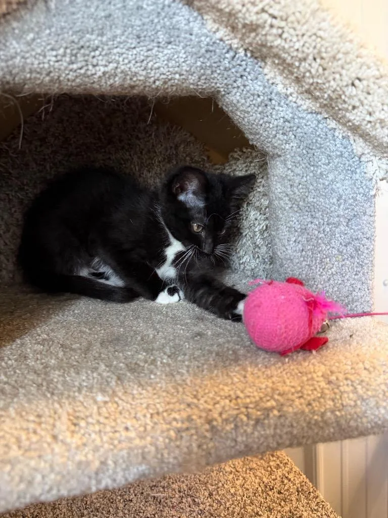 Dottie thumbnail 2