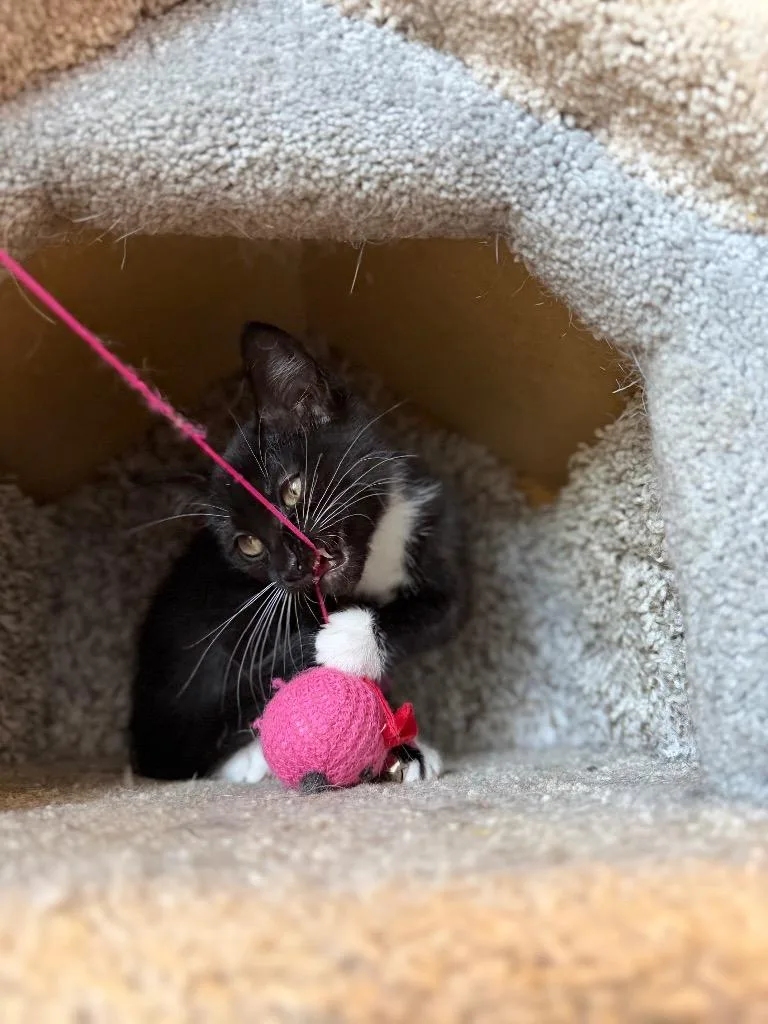 Dottie thumbnail 4