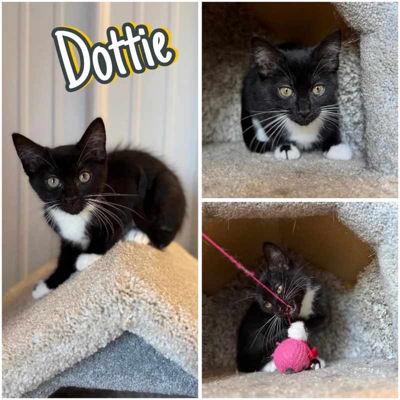 Dottie thumbnail 5