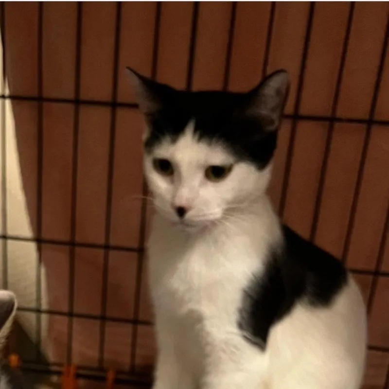 An adult medium-sized female White Domestic Short Hair cat named Creampuff for adoption in Brooklyn, NY