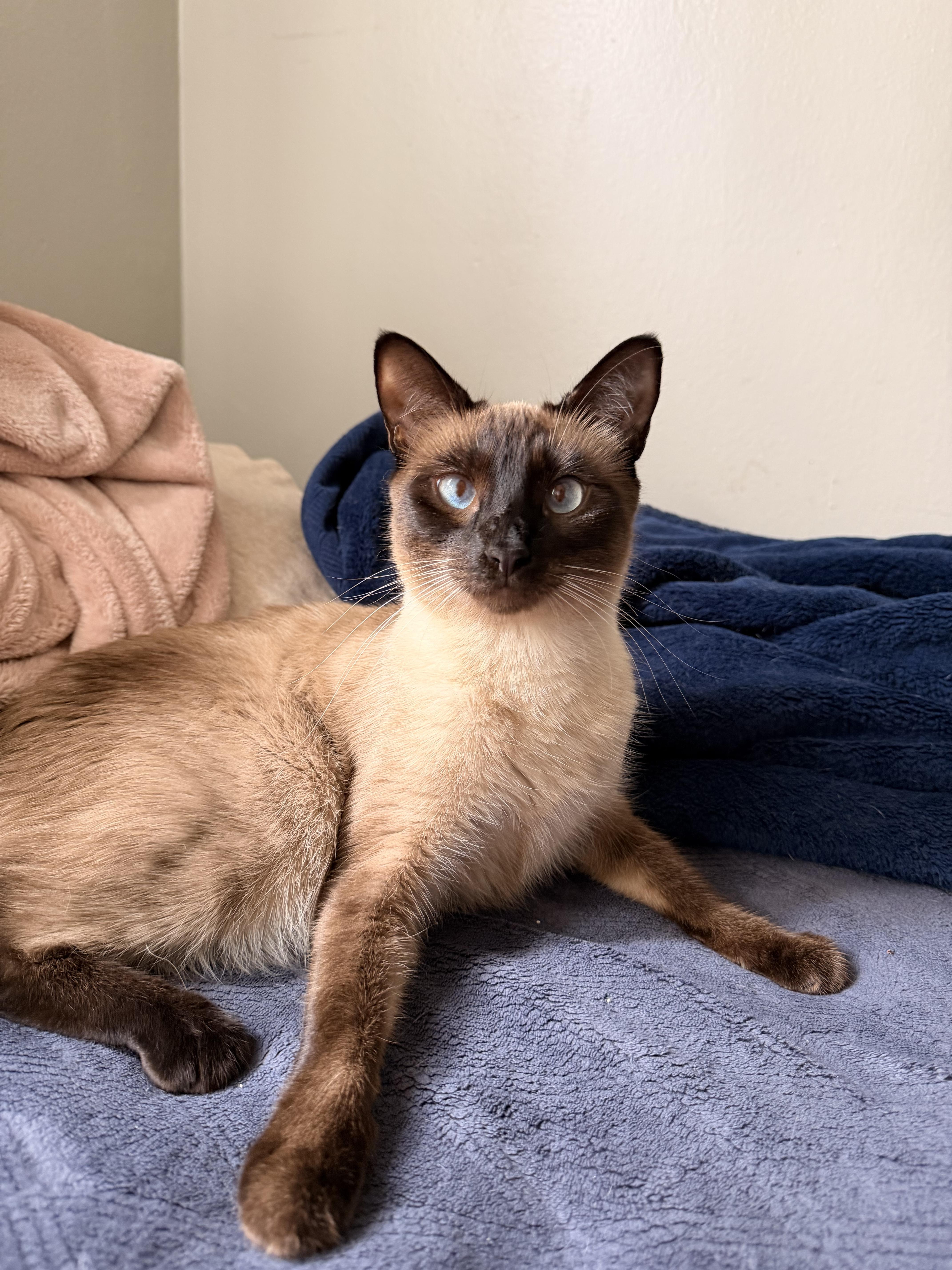 An adult medium-sized female Siamese cat named Chimy for adoption in Long Beach, CA