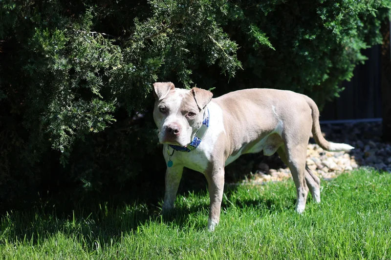 A senior medium-sized male White / Cream Terrier dog named Will Turner for adoption in Sioux Falls, SD