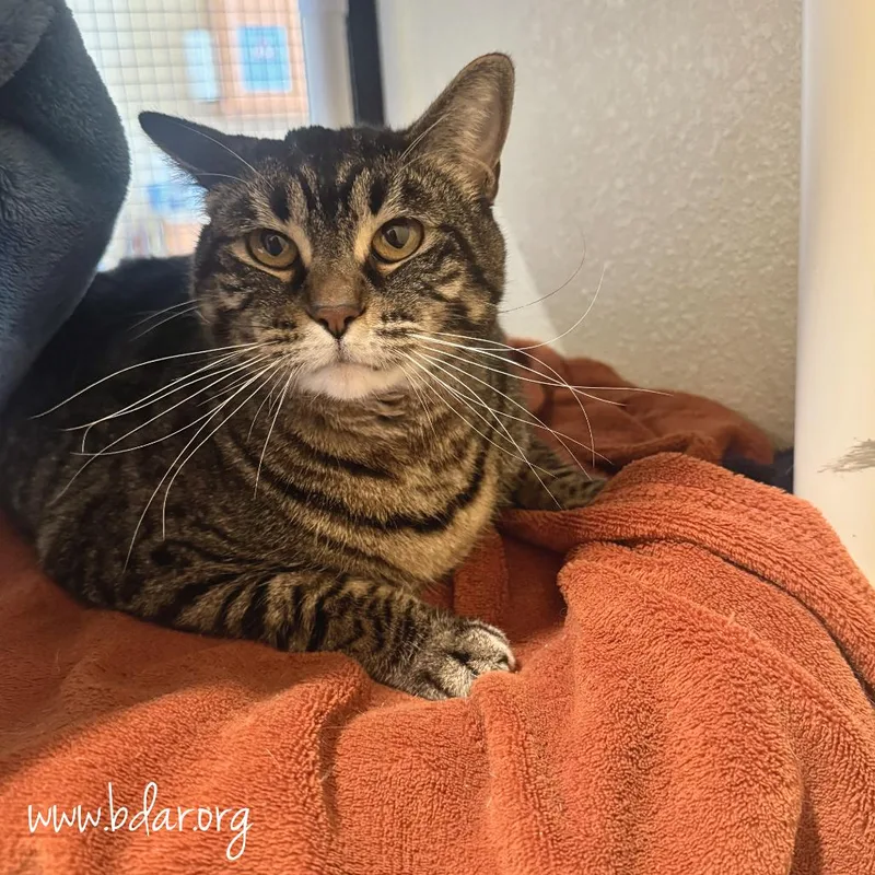 An adult large-sized female Brown / Chocolate Domestic Short Hair cat named Mabel for adoption in Cheyenne, WY