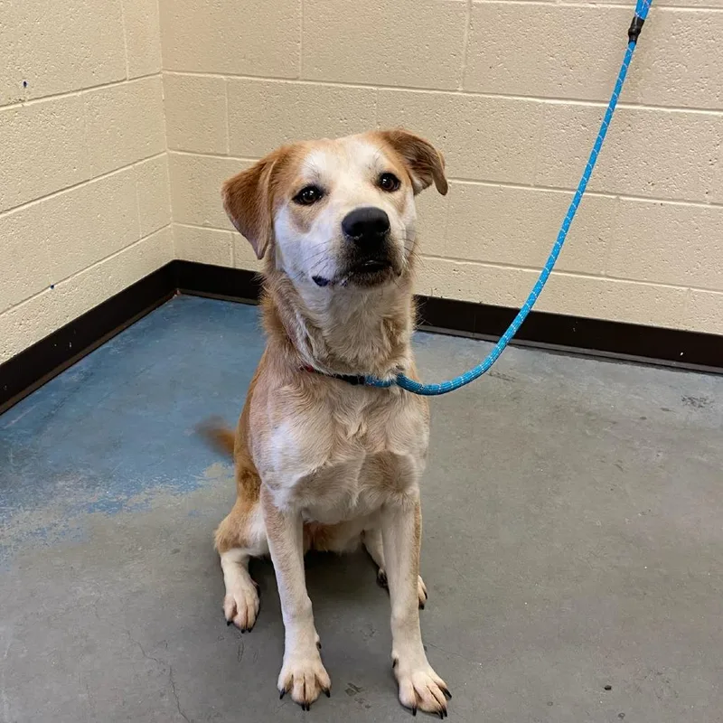 A young medium-sized female Yellow / Tan / Blond / Fawn Mixed Breed dog named Honey Queen for adoption in Memphis, TN