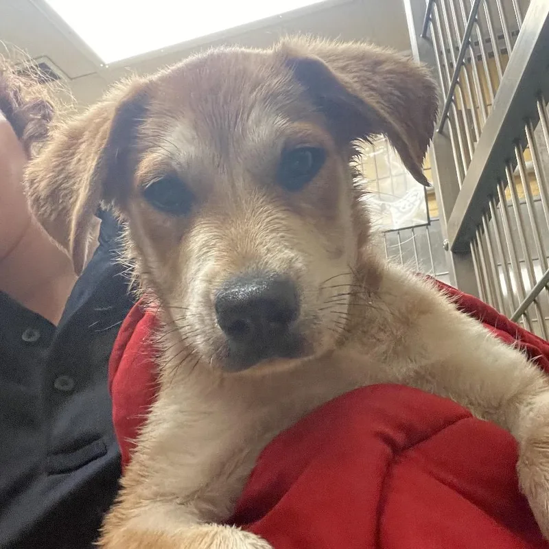 Honey Queen thumbnail 2