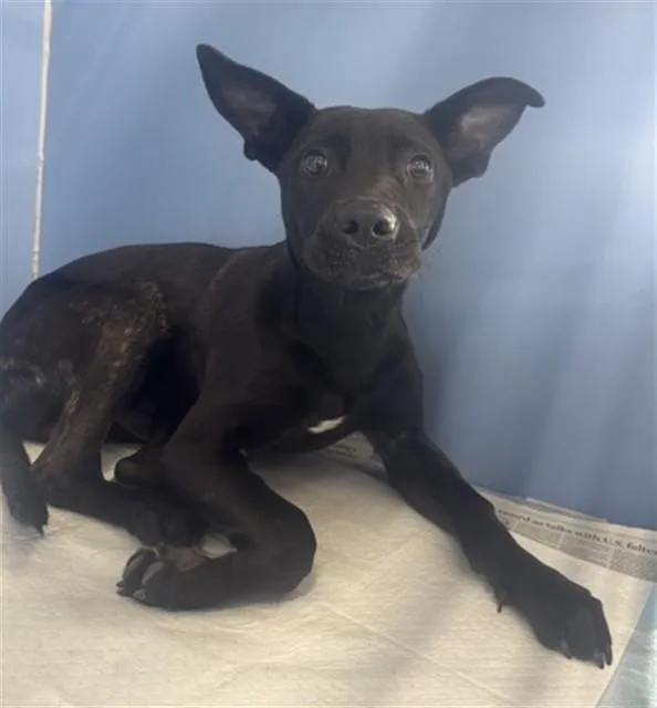 A young medium-sized male German Shepherd Dog dog named Dennis for adoption in San Bernardino, CA