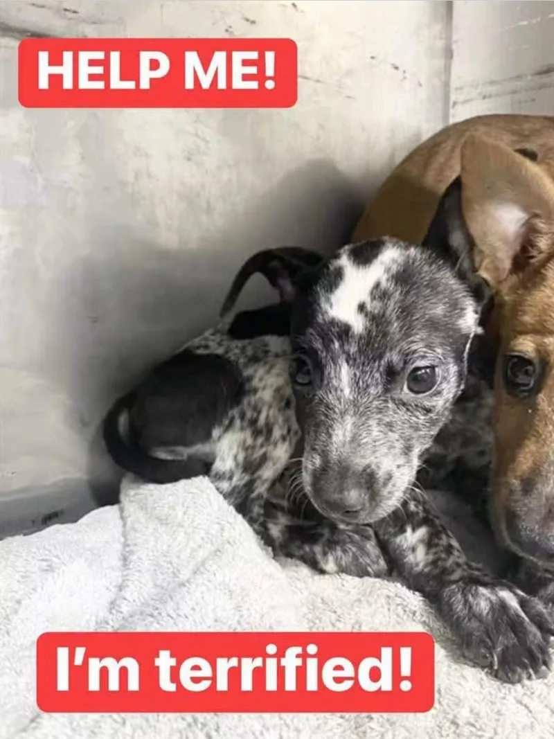 A baby small-sized female Australian Cattle Dog / Blue Heeler dog named Popsicle for adoption in Bradenton, FL