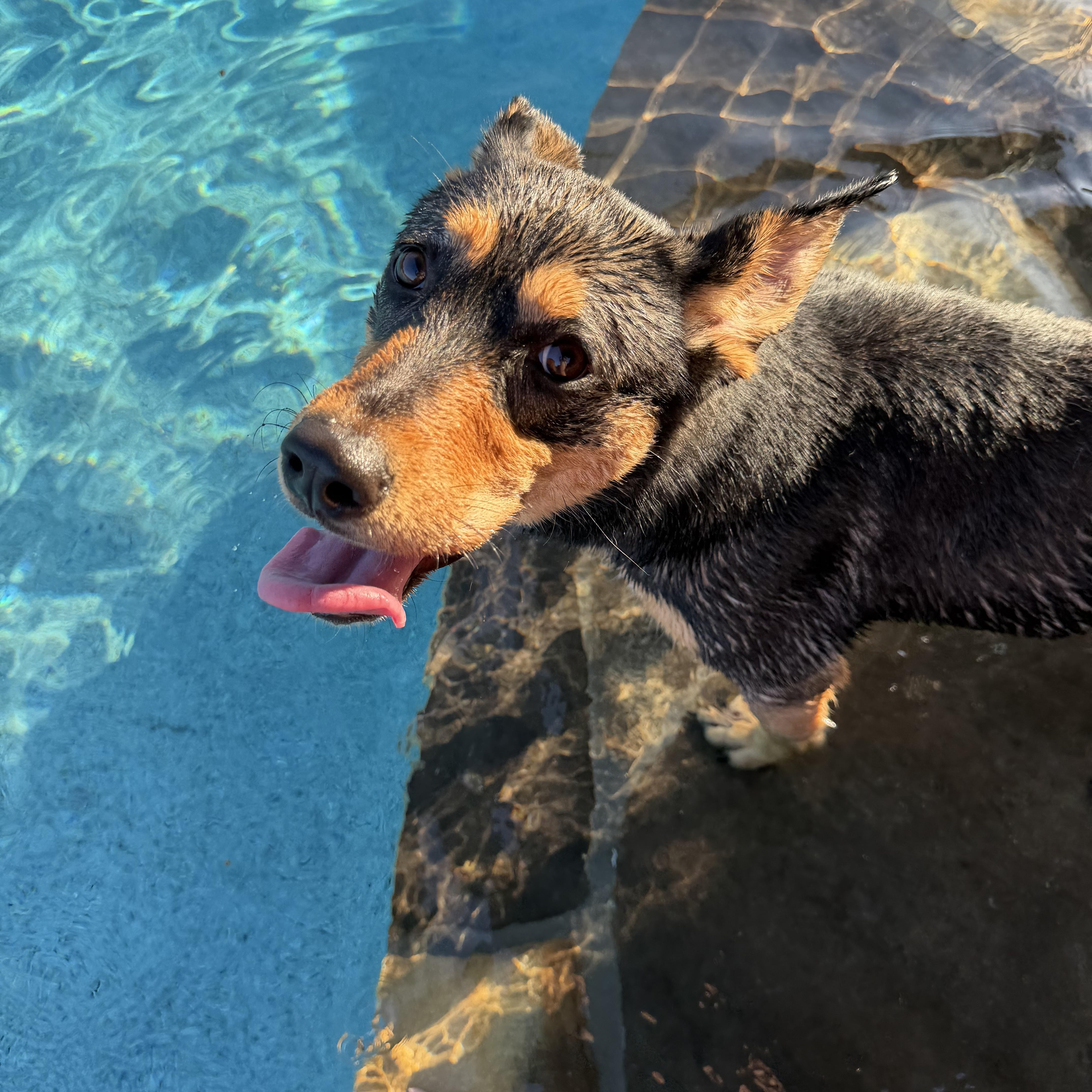 A young medium-sized female Black Australian Kelpie dog named Cleo for adoption in Albemarle, NC