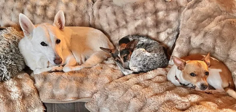 Juniper! thumbnail 2