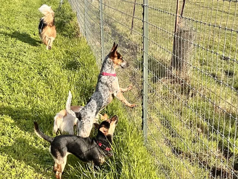 Juniper! thumbnail 3