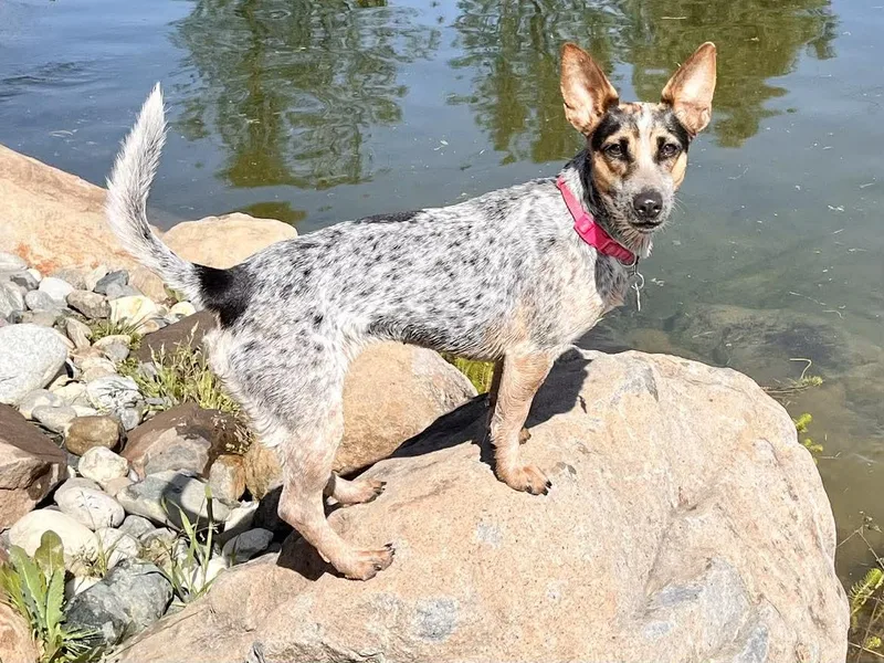 Juniper! thumbnail 4