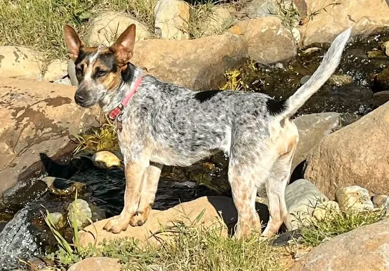 Juniper! thumbnail 5