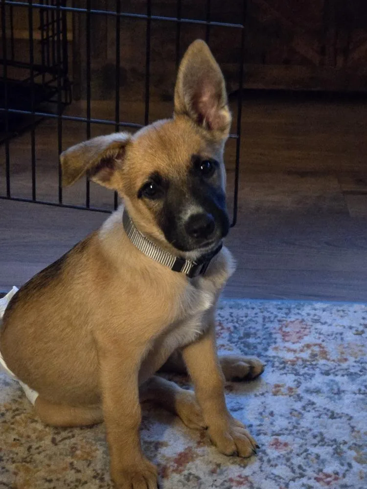 A baby medium-sized female German Shepherd Dog dog named Berkley for adoption in Plymouth, MI