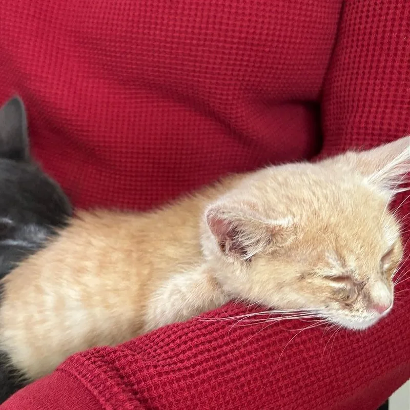 A baby small-sized female White Domestic Short Hair cat named Crouton for adoption in Pleasant Hill, CA