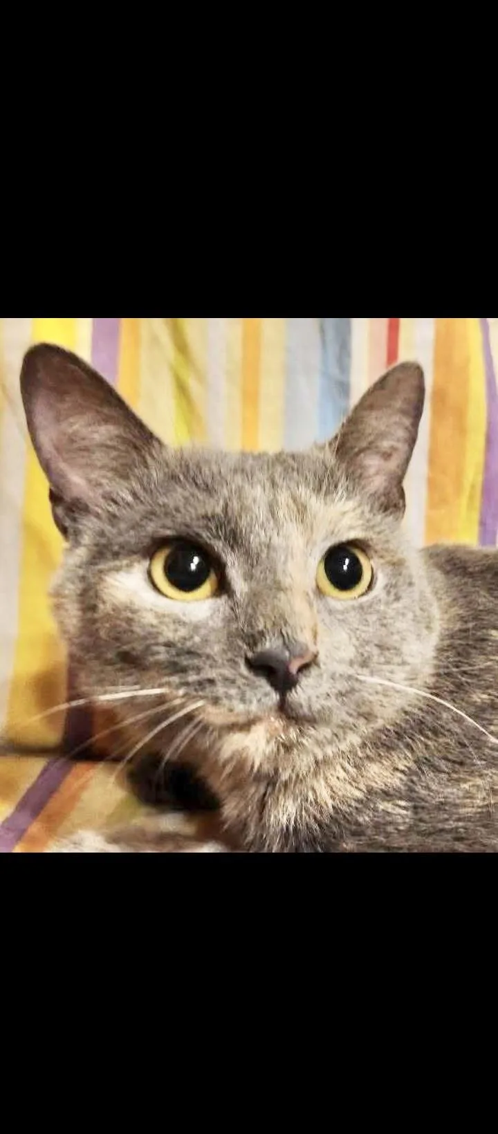 A young medium-sized female Dilute Tortoiseshell Domestic Short Hair cat named Emma for adoption in Springfield, PA