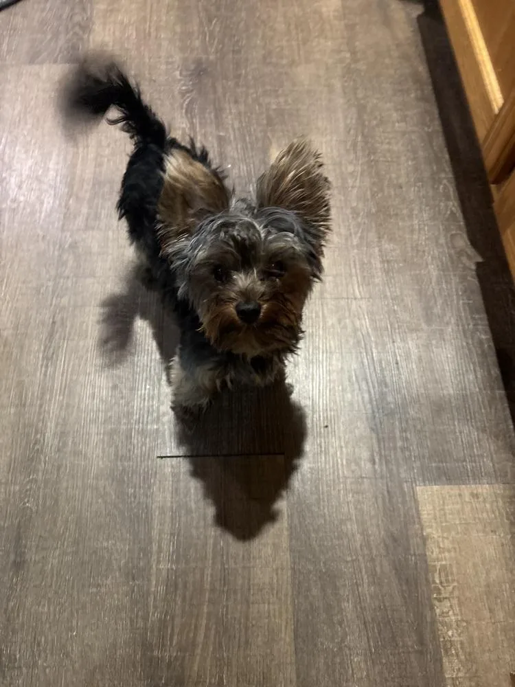 A young small-sized male Yorkshire Terrier dog named Zyggy for adoption in Plymouth, MN