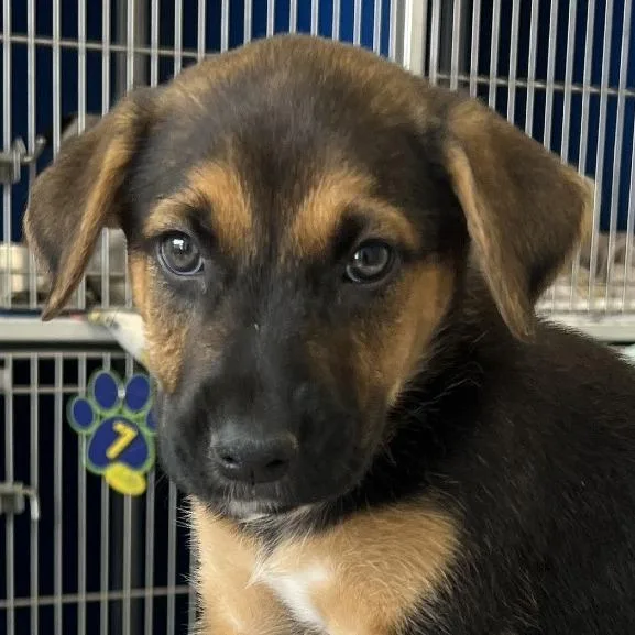 A baby small-sized female Black Mixed Breed dog named Gabriella for adoption in Las Cruces, NM