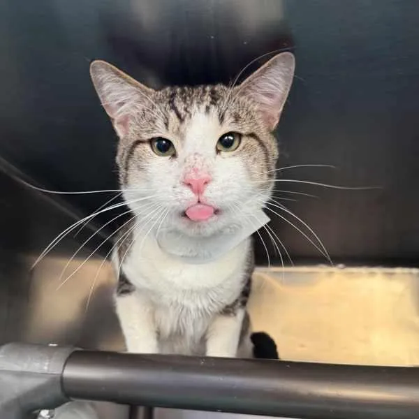 A young medium-sized male Domestic Short Hair cat named El Guapo for adoption in Ridgewood, NY