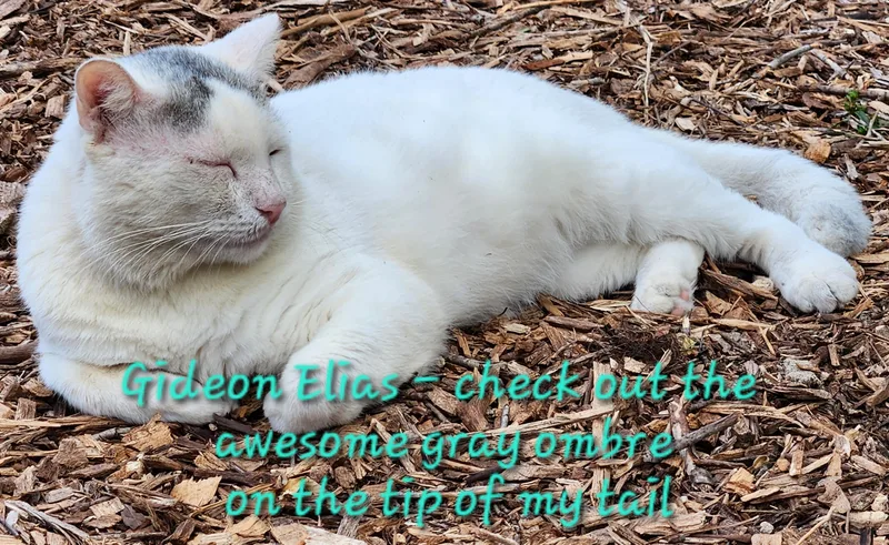 An adult extra large-sized male Domestic Short Hair cat named Gideon Elias for adoption in Spring Hill, FL