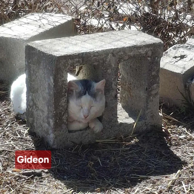 Gideon Elias thumbnail 2