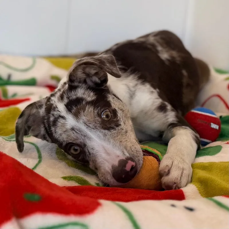 A baby large-sized female Catahoula Leopard Dog dog named Gianna for adoption in Green Bay, WI
