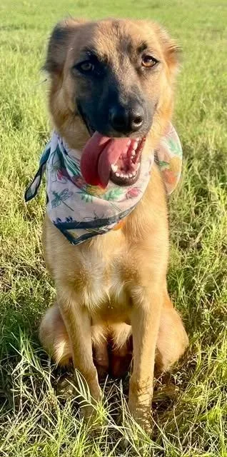 A young medium-sized female Yellow / Tan / Blond / Fawn German Shepherd Dog dog named Star for adoption in Caldwell, TX