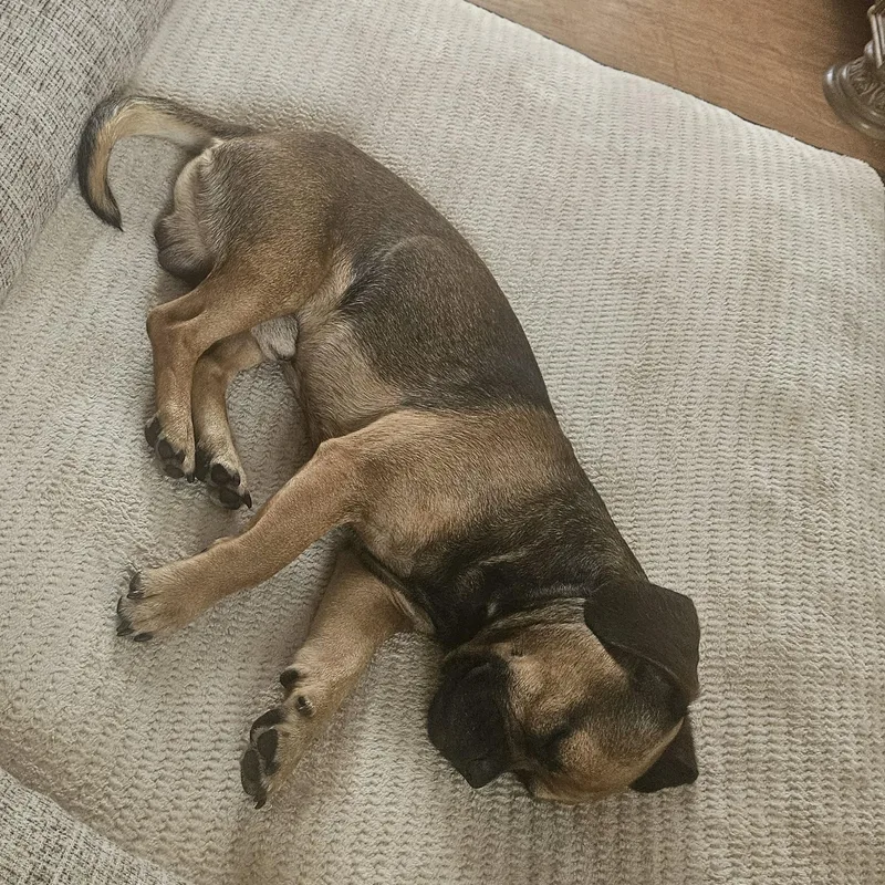 A young small-sized male Pug dog named Doggie for adoption in Houston, TX