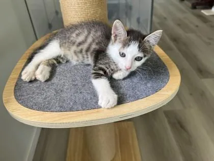 A baby small-sized male Domestic Short Hair cat named Storm for adoption in Honolulu, HI