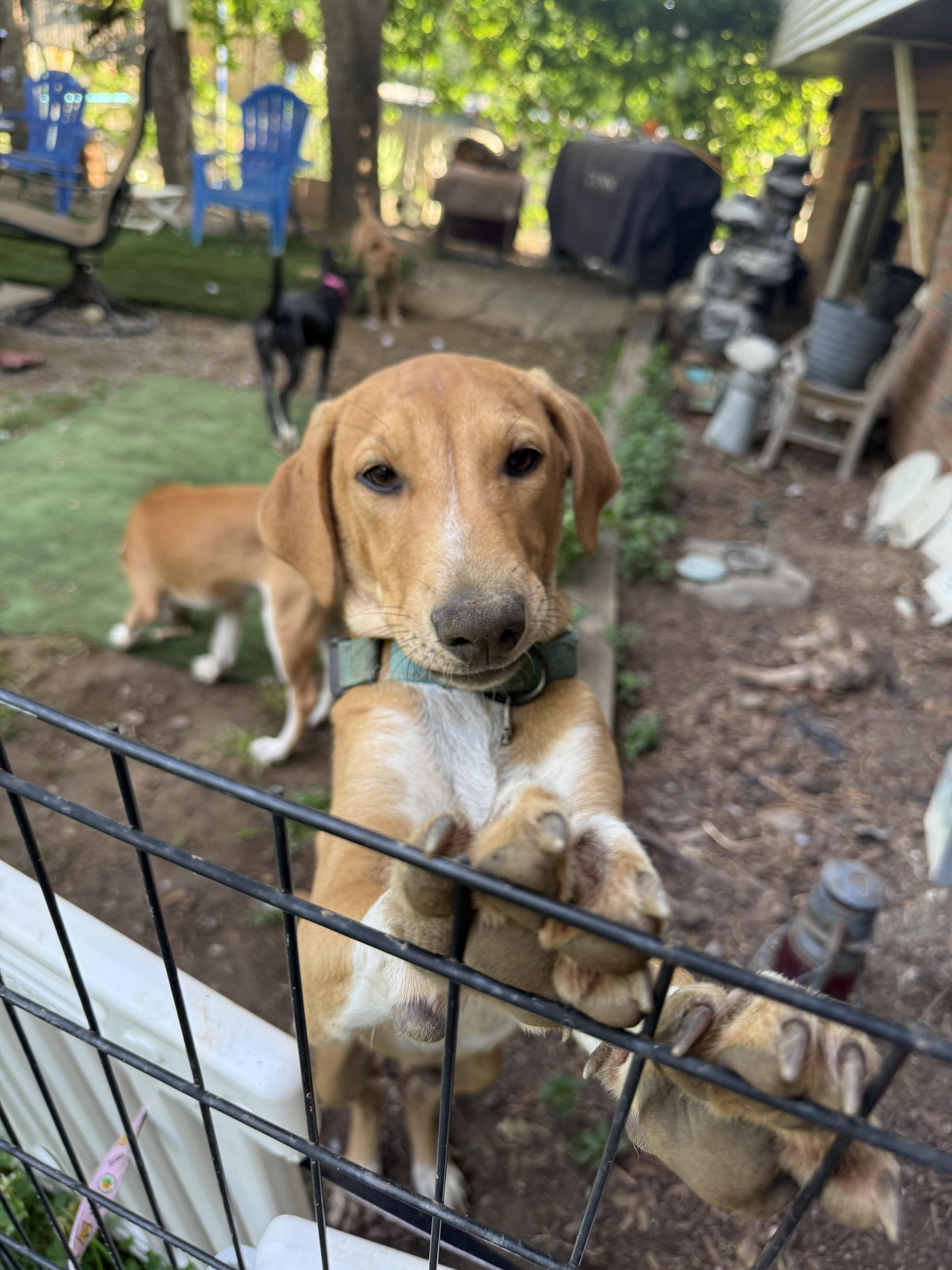 A young medium-sized male Hound dog named Diego for adoption in Pleasant Valley, NY