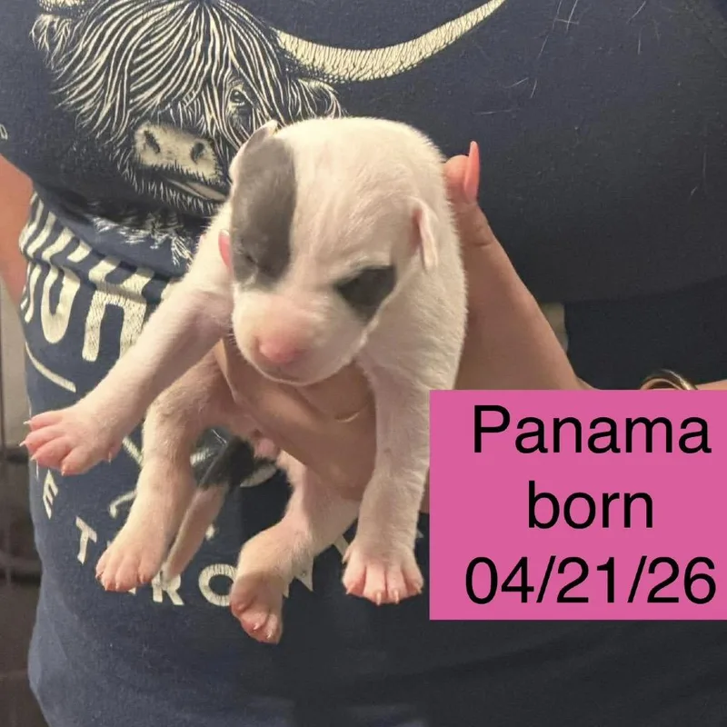 Panama thumbnail 3
