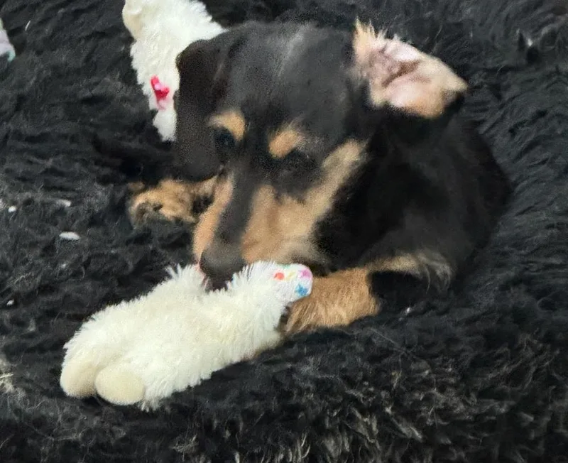 Dachshund Willow