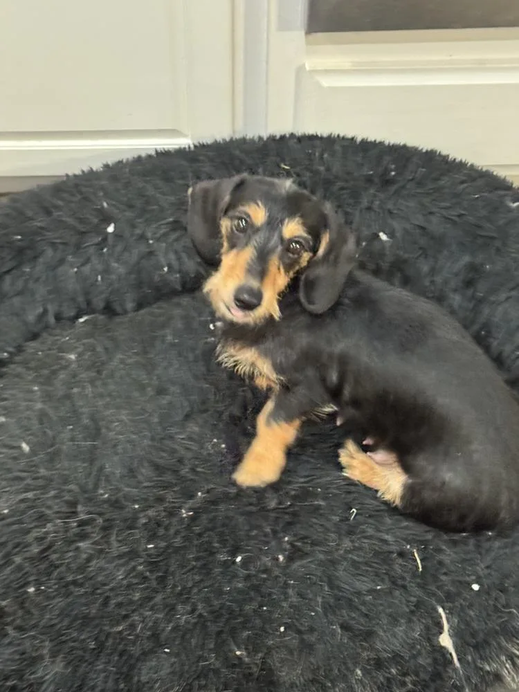 Dachshund Willow thumbnail 2