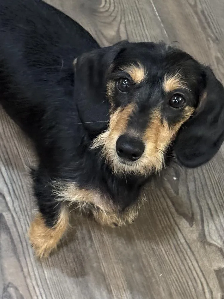 Dachshund Willow thumbnail 3