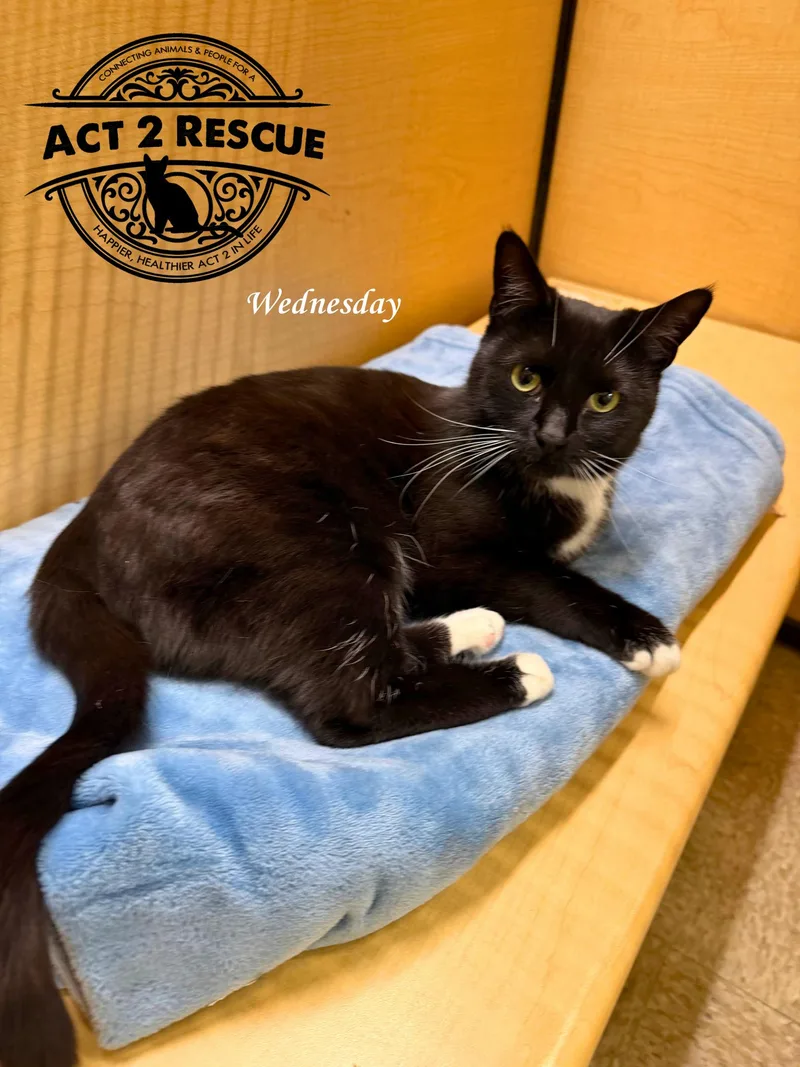 Wednesday thumbnail 3