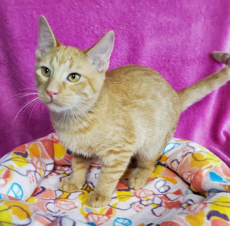 A baby large-sized male Domestic Short Hair cat named G Kelly for adoption in Greenville, IL