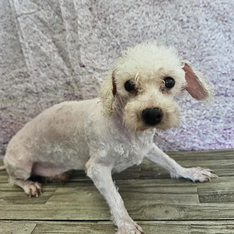 A senior small-sized male White / Cream Bichon Frise dog named Go Daddy for adoption in Normal, IL