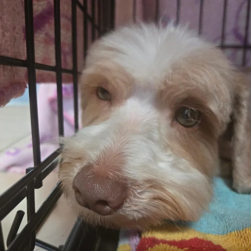 An adult small-sized male Apricot / Beige Lhasa Apso dog named Pinto for adoption in Tucson, AZ