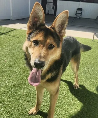 A baby large-sized male Mixed Breed dog named Kahoot for adoption in Munster, IN