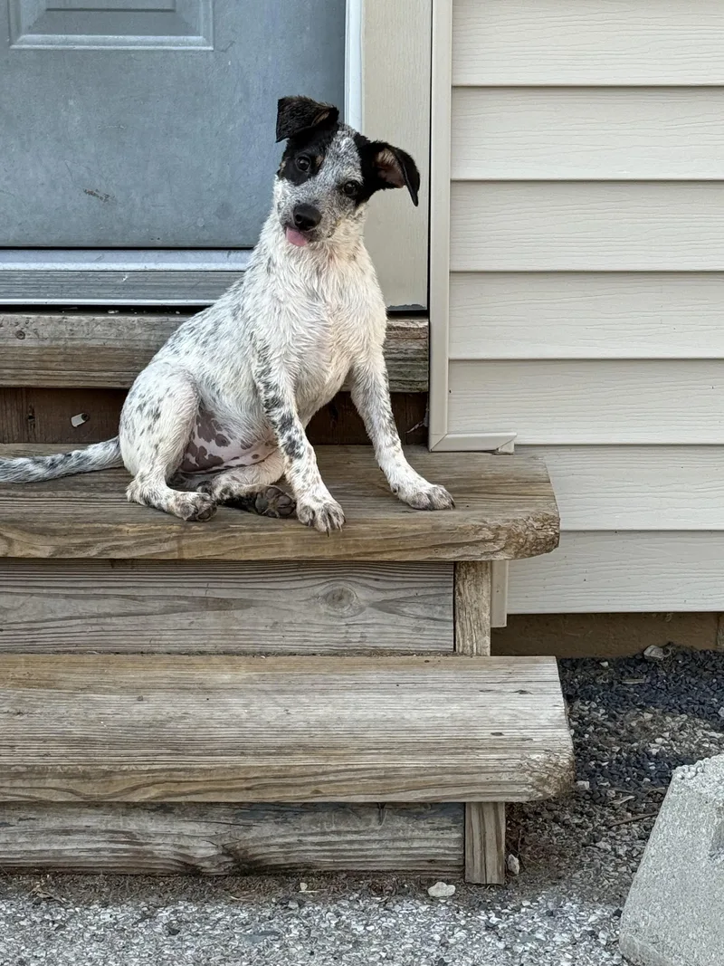 A baby medium-sized female Australian Cattle Dog / Blue Heeler dog named Speckles for adoption in Owensboro, KY