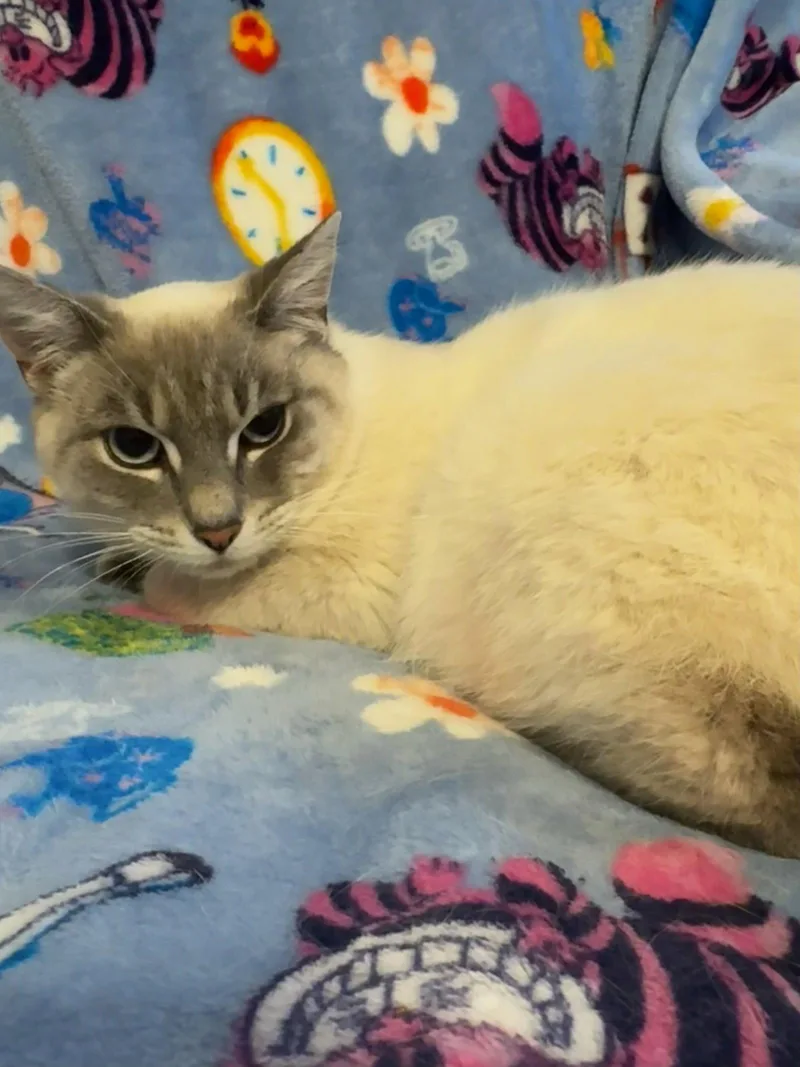 A young medium-sized male Siamese cat named Bane for adoption in Walled Lake, MI