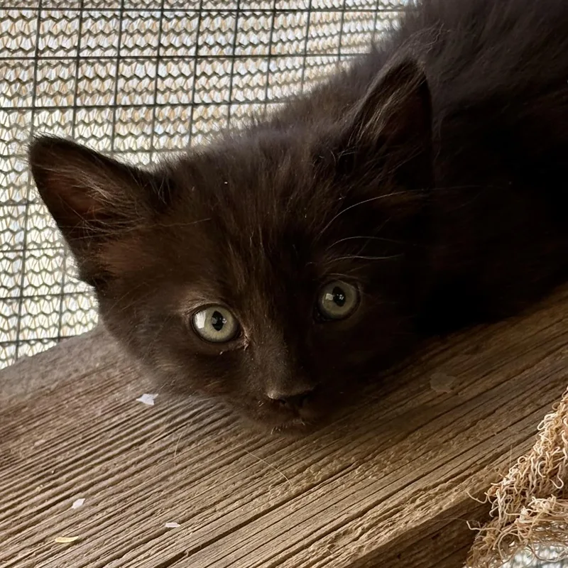 A young medium-sized female Black Domestic Short Hair cat named Nube for adoption in Oracle, AZ
